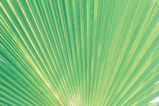 Download Palm Tree Leaf Texture Close Up - Palm tree leaf Collection