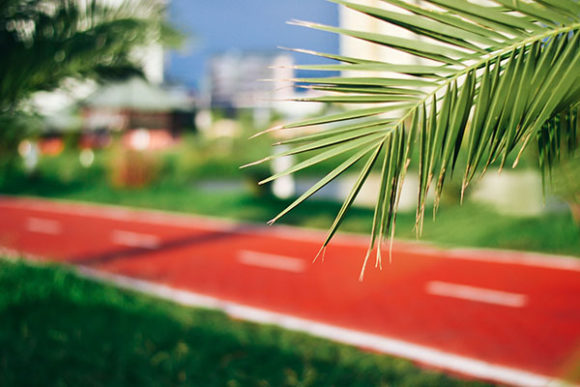 Download Palm Tree Leaf and Red Cycling Road - Palm tree leaf Collection